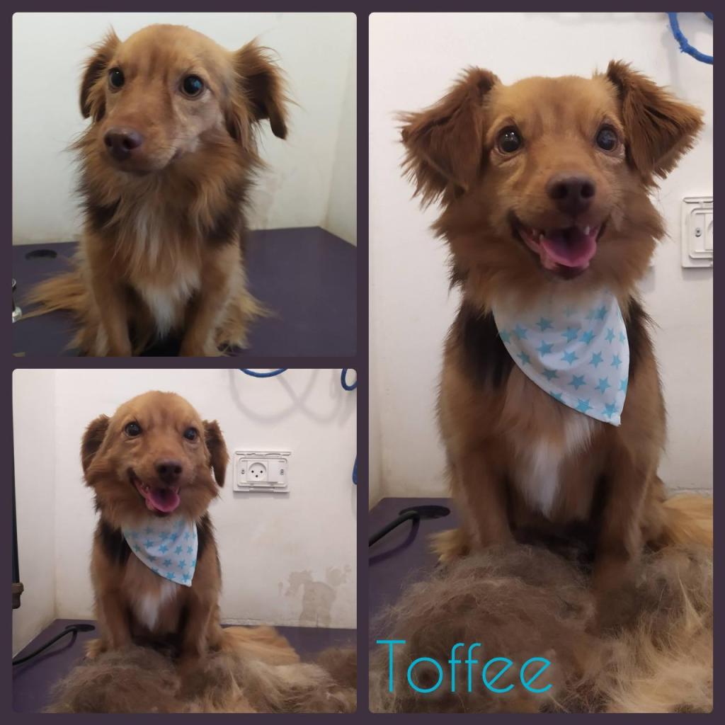 S. Grooming S. Grooming