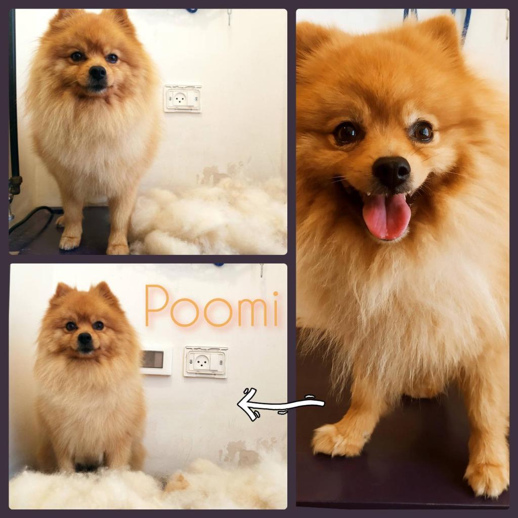 S. Grooming S. Grooming