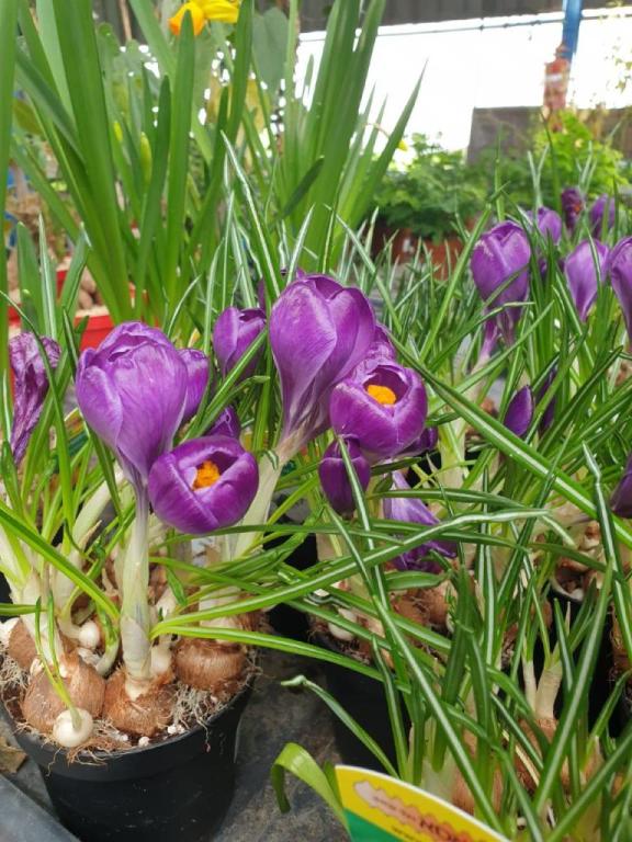 משתלת עץ השדה משתלת עץ השדה