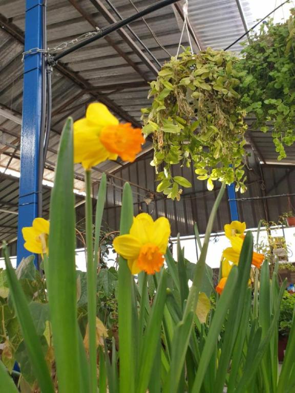 משתלת עץ השדה משתלת עץ השדה