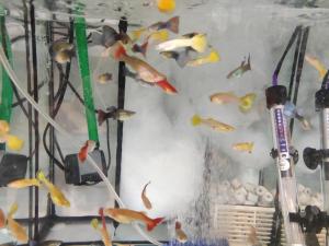 Mazi zoo