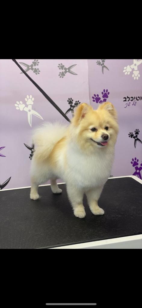 בוטיכלב של שני בוטיכלב של שני