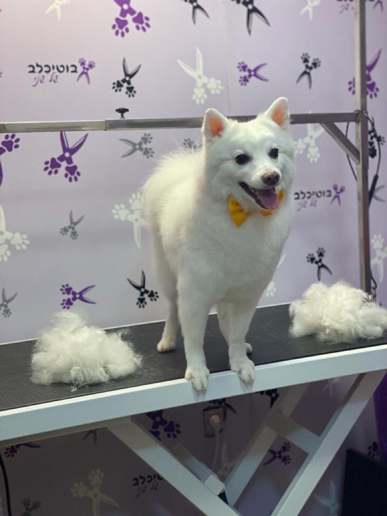 בוטיכלב של שני בוטיכלב של שני