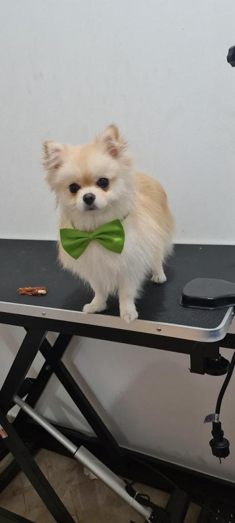 Boutique Pet Food Boutique Pet Food