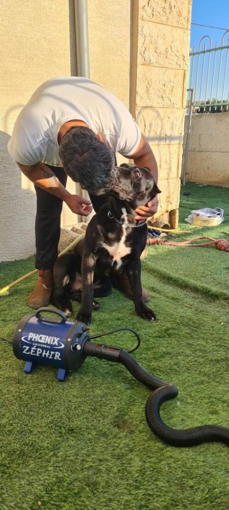 Boutique Pet Food Boutique Pet Food