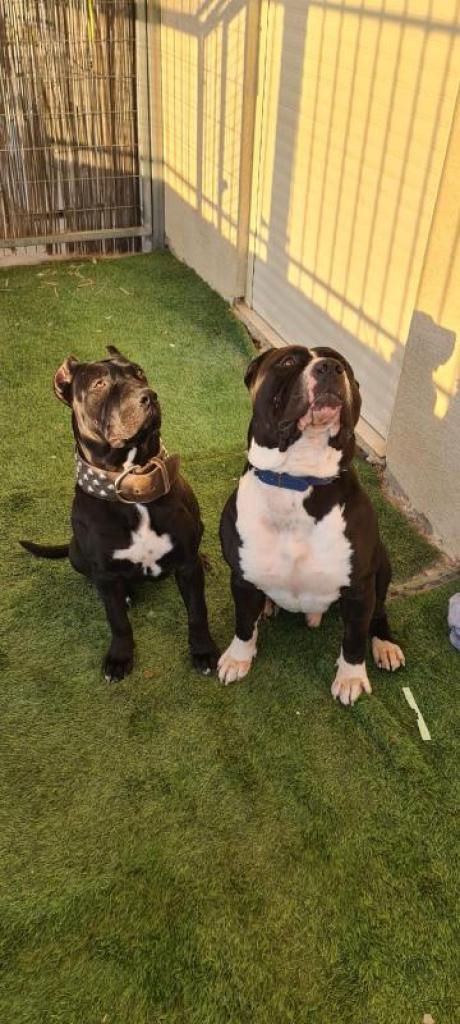 Boutique Pet Food Boutique Pet Food