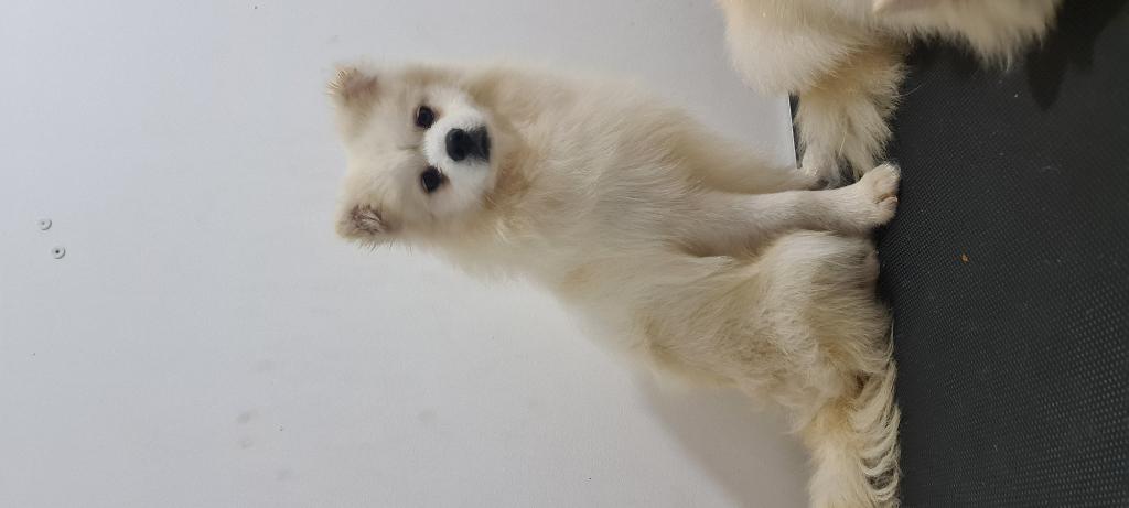 Boutique Pet Food Boutique Pet Food