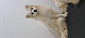 Boutique Pet Food