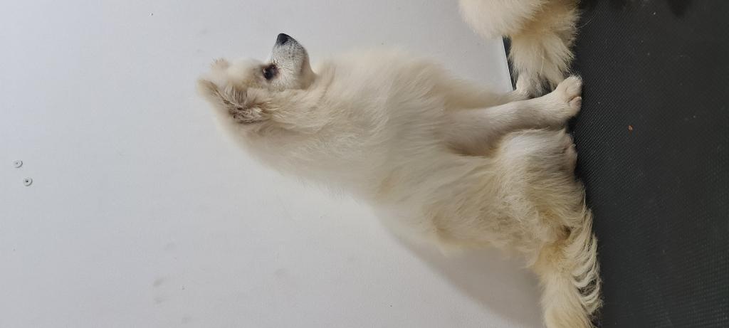 Boutique Pet Food Boutique Pet Food