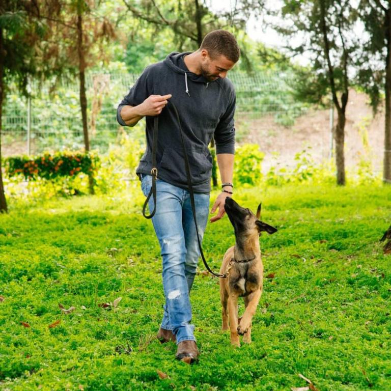 Alpha Canis Major Alpha Canis Major