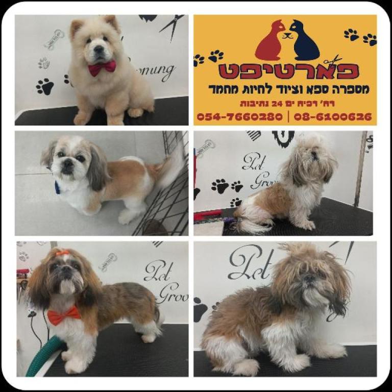 פארטיפט פארטיפט