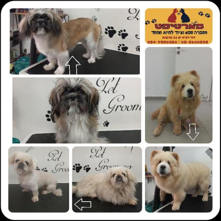 פארטיפט פארטיפט