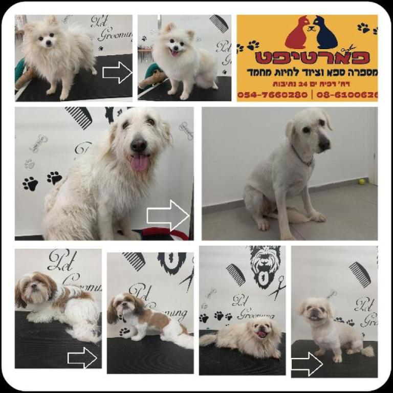 פארטיפט פארטיפט