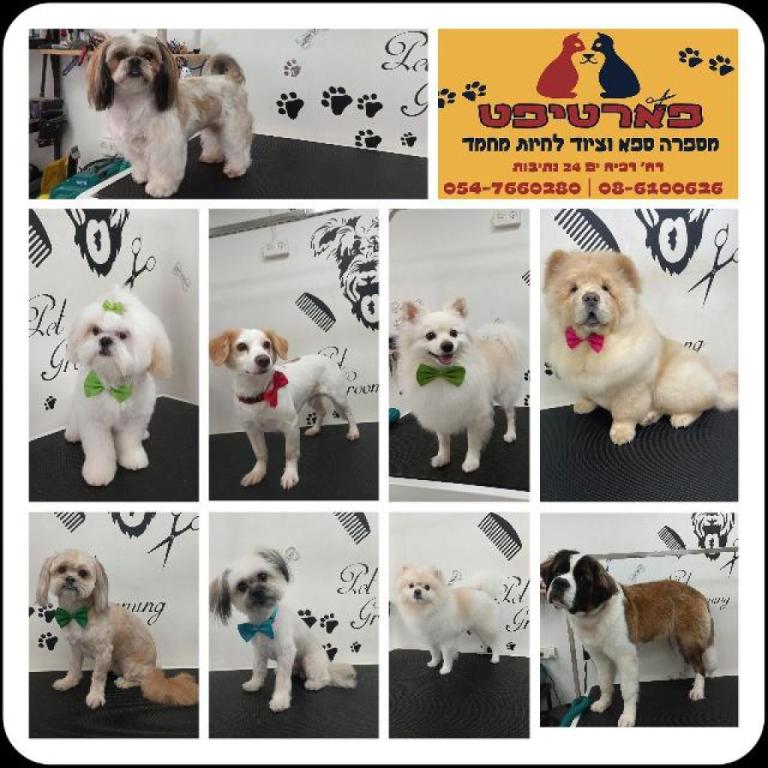 פארטיפט פארטיפט