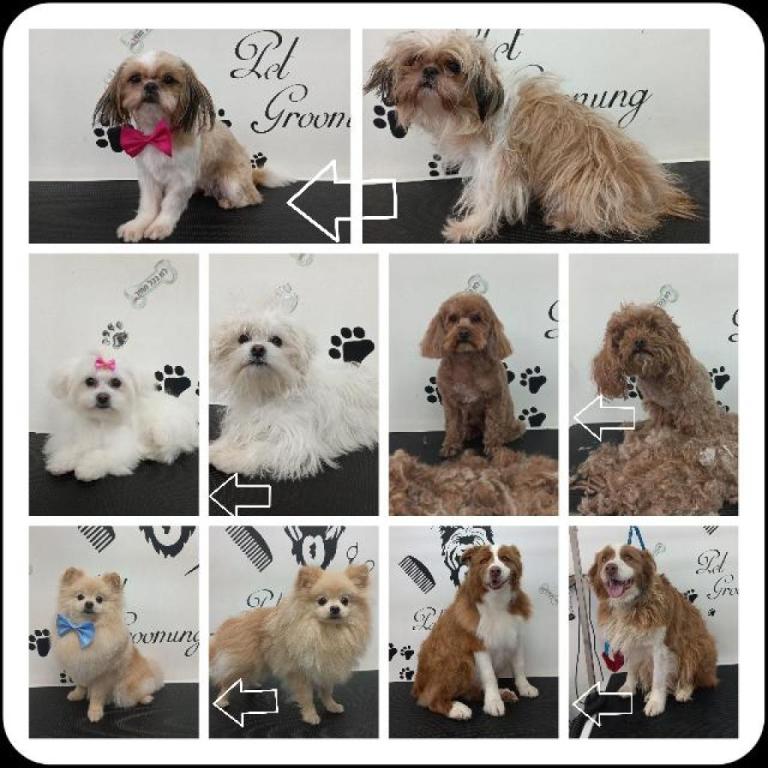 פארטיפט פארטיפט