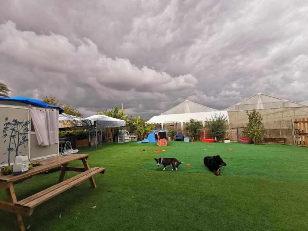 אינגה שלייפר אינגה שלייפר