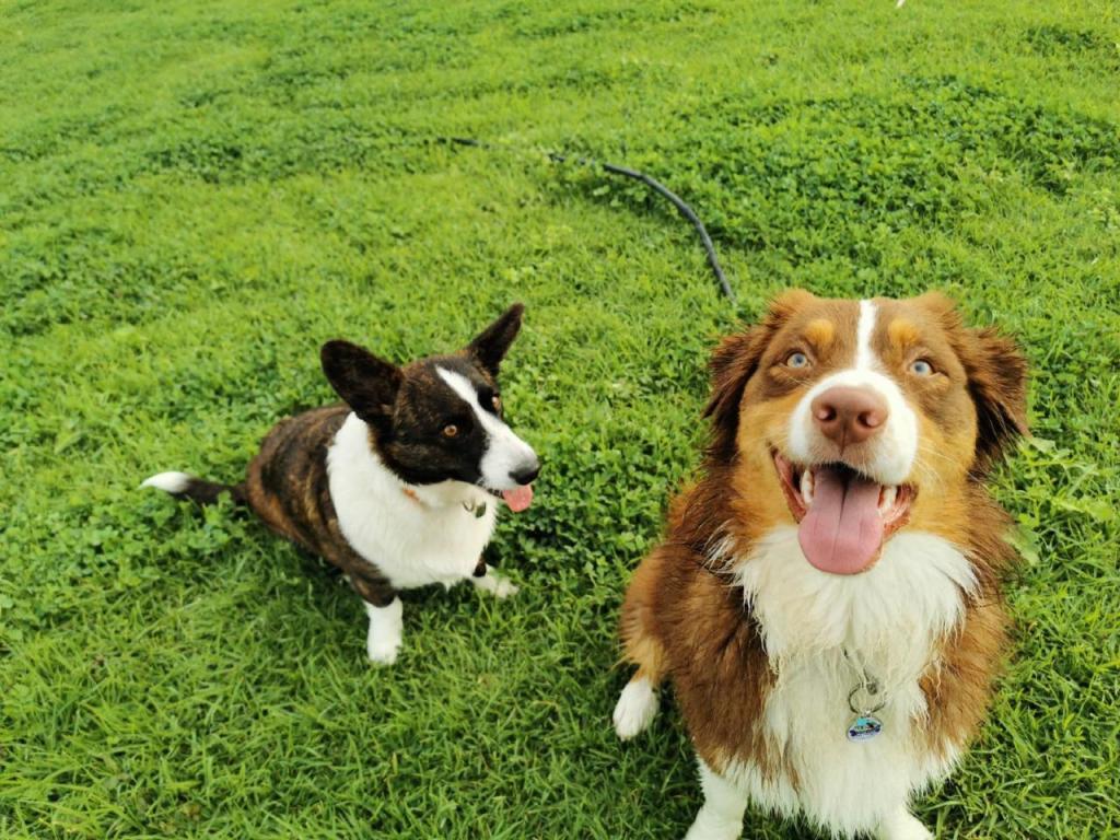 אינגה שלייפר אינגה שלייפר