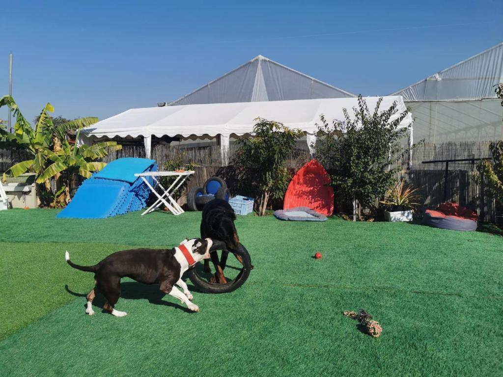 אינגה שלייפר אינגה שלייפר