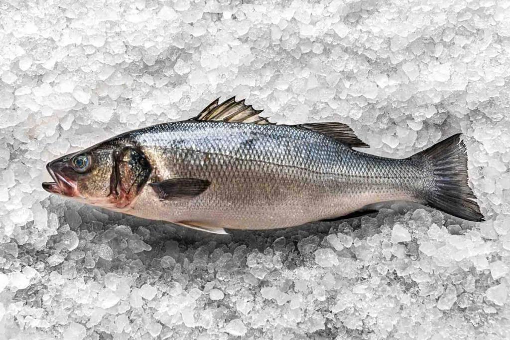 מקס ושמיל דגים מקס ושמיל דגים