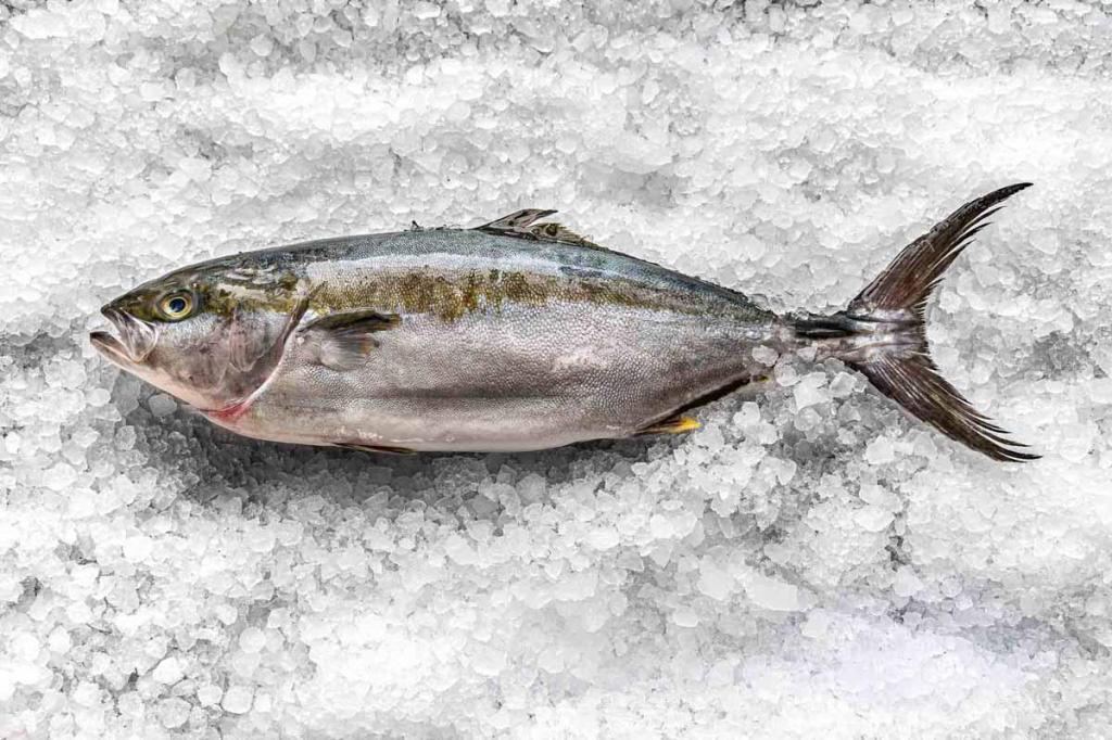 מקס ושמיל דגים מקס ושמיל דגים