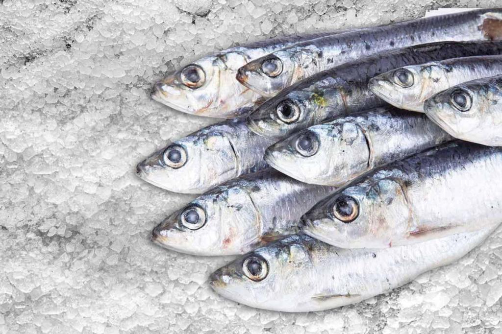 מקס ושמיל דגים מקס ושמיל דגים