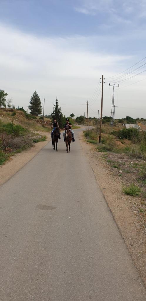 חוות סוסים נטלי חוות סוסים נטלי