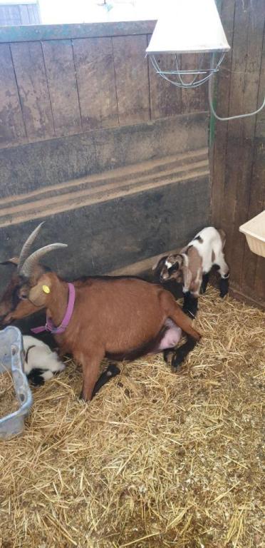 חוות סוסים נטלי חוות סוסים נטלי