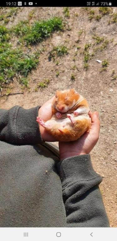 חוות סוסים נטלי חוות סוסים נטלי