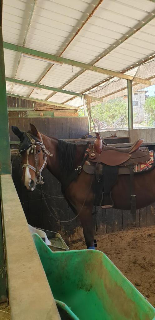 חוות סוסים נטלי חוות סוסים נטלי