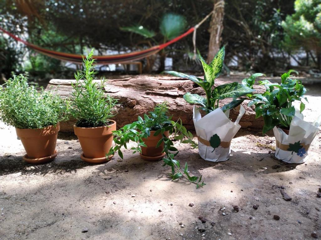 גינינה גינינה