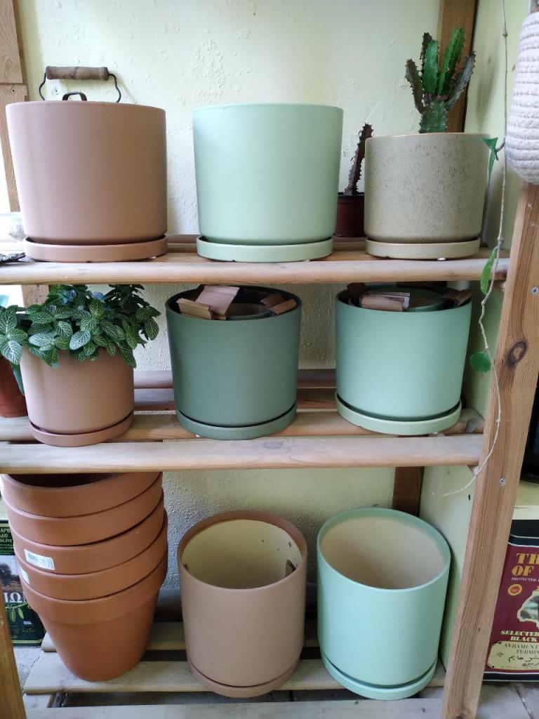 גינינה גינינה