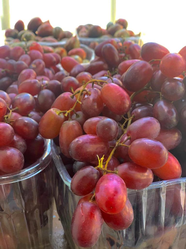 בצל אדום בצל אדום