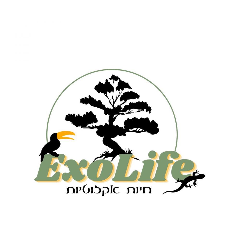 אקזולייף אקזולייף