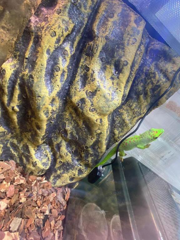 אקזולייף אקזולייף