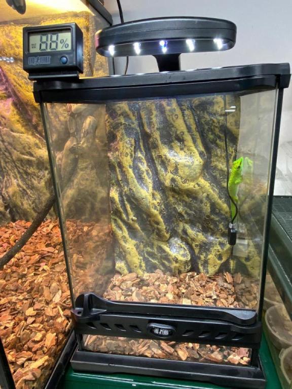 אקזולייף אקזולייף