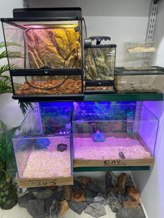 אקזולייף אקזולייף