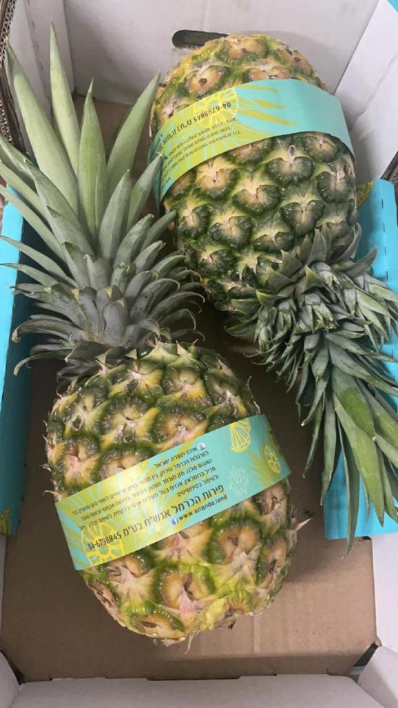 רינת השדה רינת השדה