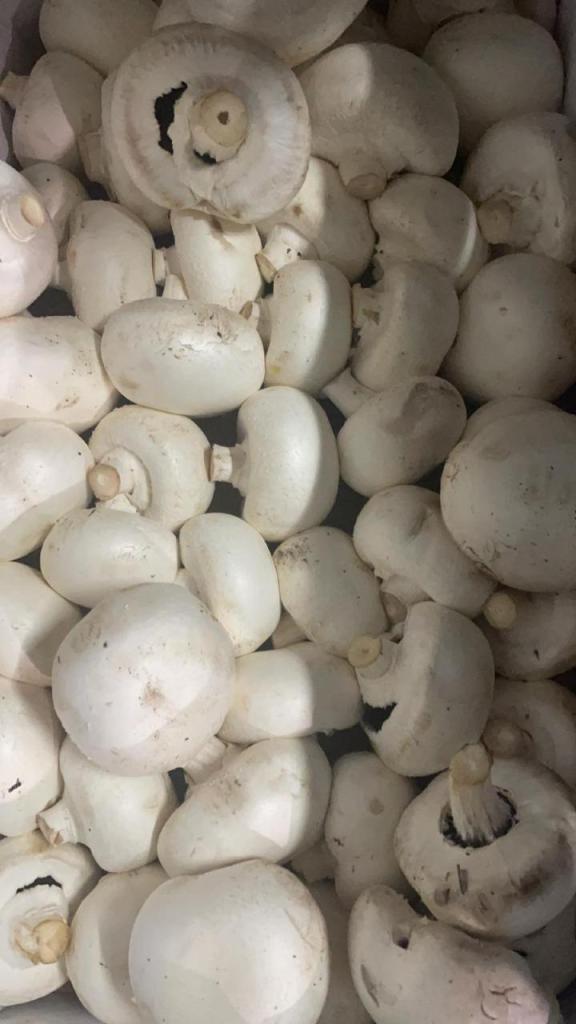 רינת השדה רינת השדה