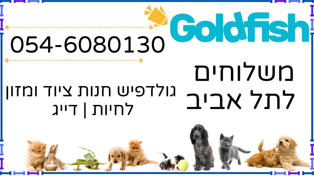 גולדפיש גולדפיש