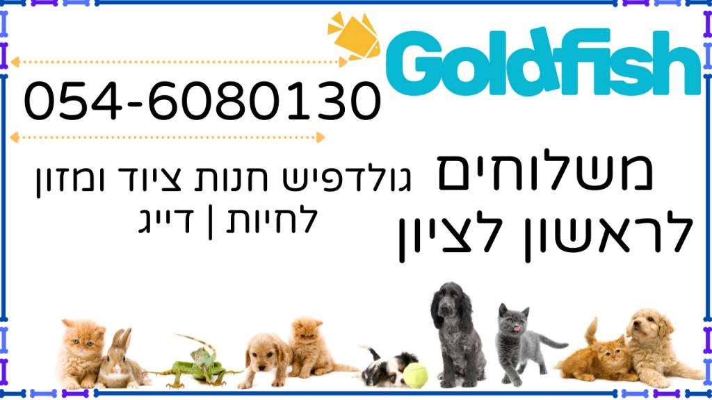 גולדפיש גולדפיש