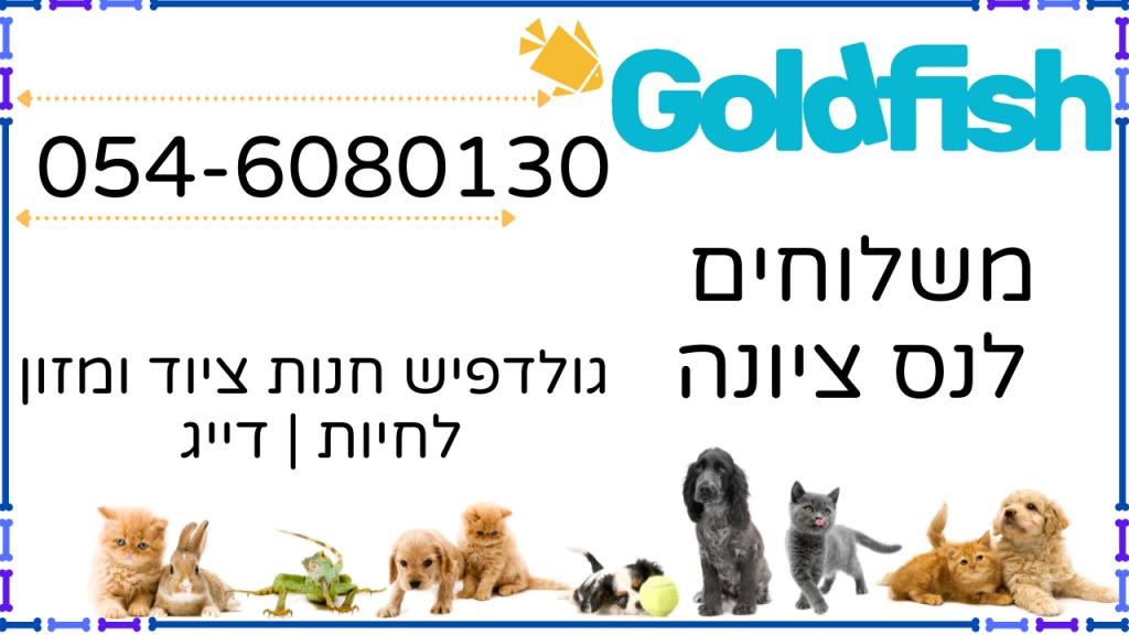 גולדפיש גולדפיש