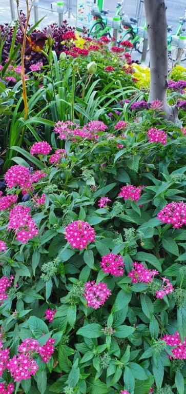 ג.ש.מ גינון נוי ופיתוח ג.ש.מ גינון נוי ופיתוח