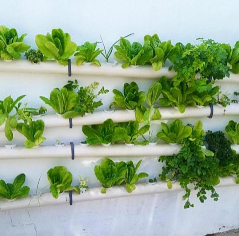 טרופיקל הום טרופיקל הום