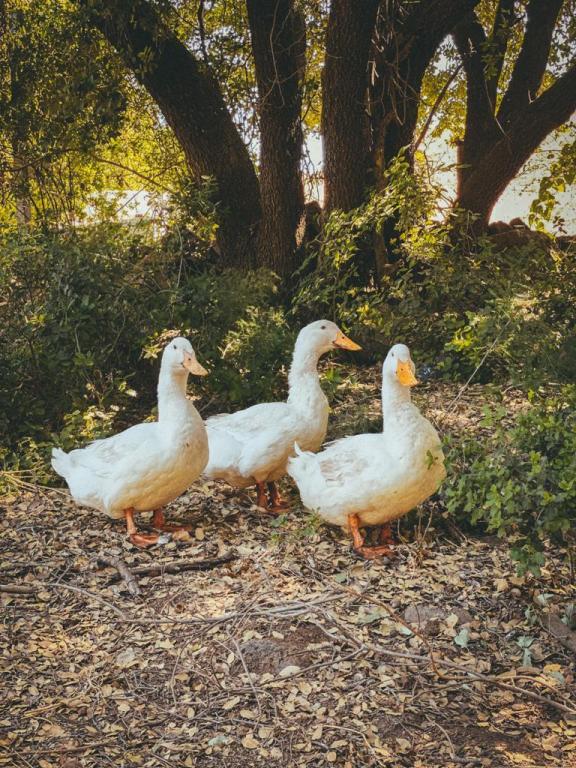 החווה ביער אודם החווה ביער אודם