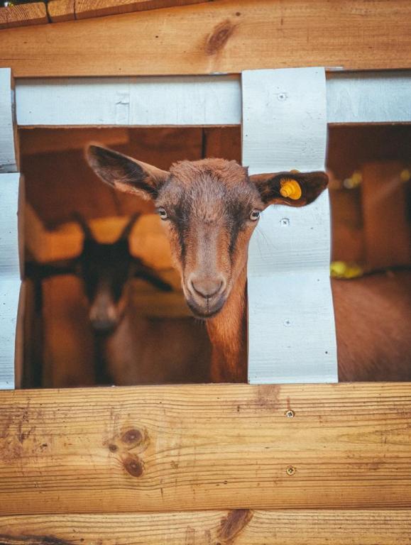 החווה ביער אודם החווה ביער אודם