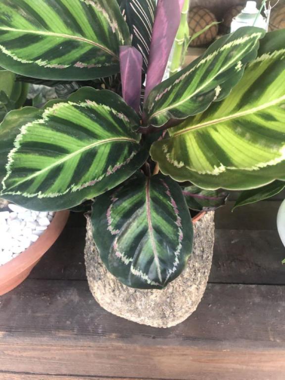 משתלה עלה ירוק עוזה משתלה עלה ירוק עוזה