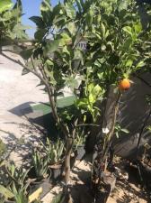 משתלה עלה ירוק עוזה