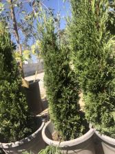 משתלה עלה ירוק עוזה