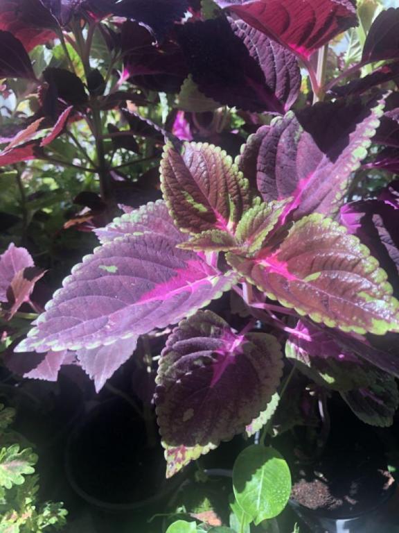 משתלה עלה ירוק עוזה משתלה עלה ירוק עוזה