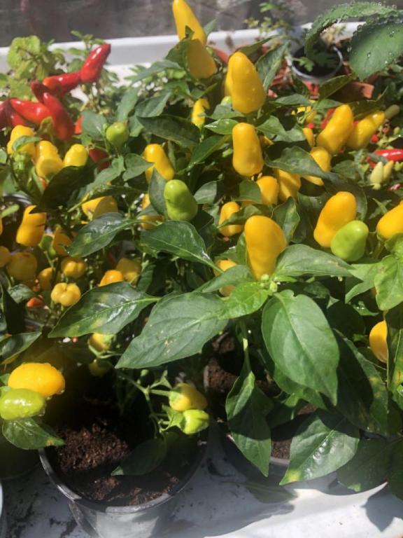 משתלה עלה ירוק עוזה משתלה עלה ירוק עוזה